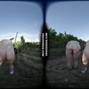 Josie And Sofie On Vacation In Italy Naked In Wine Vineyard During Harvest Time VRgoddess vr porn video